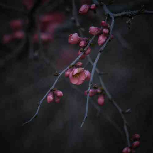 میثم بخشی برگرد بی معرفت من شدم روانی التماس میکنم چرا نمیمانی